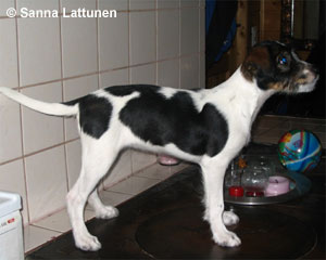 AtsaleanAnsa