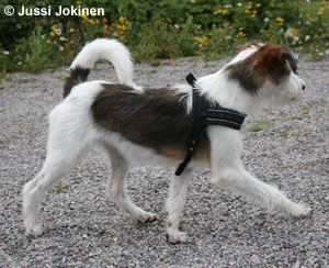 Sapliinan Peippi