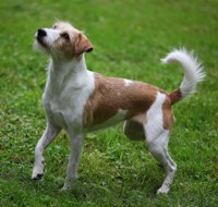 Alobelin Bambi