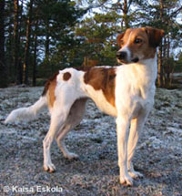 Ralli