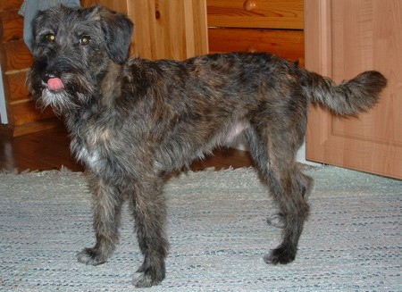 Bingis Bamse