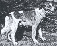 Dirk vom Lenneberg