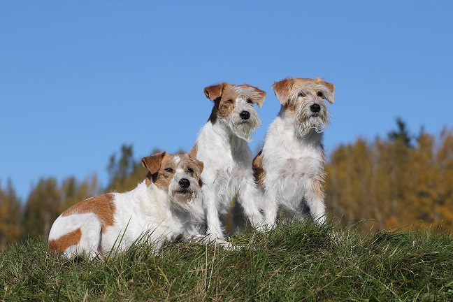 Kennel Beduars