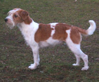 Pentu