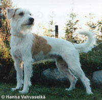 Mimmi